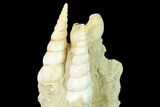 Fossil Gastropod (Haustator) Cluster - Damery, France #136009-1